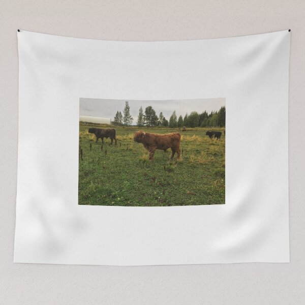Item preview, Scottish Highland Cattle Bulls 2080 designed and sold by SaarelaHighland.