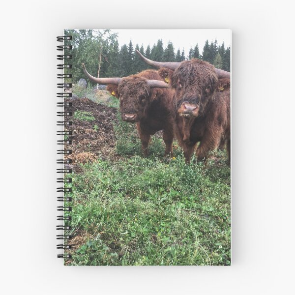 Item preview, Scottish Highland Cattle Bulls 2082 designed and sold by SaarelaHighland.