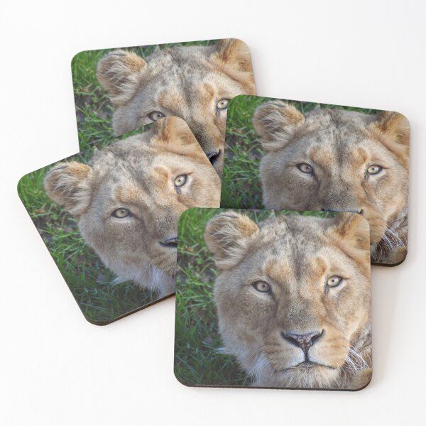 Item preview, Lioness close up  designed and sold by cdkphotos.