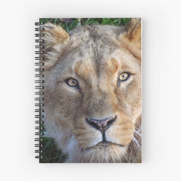 Item preview, Lioness close up  designed and sold by cdkphotos.