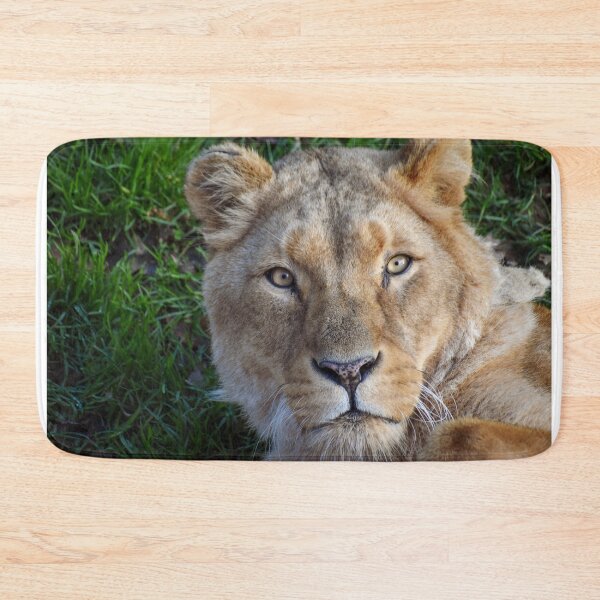 Item preview, Lioness close up  designed and sold by cdkphotos.