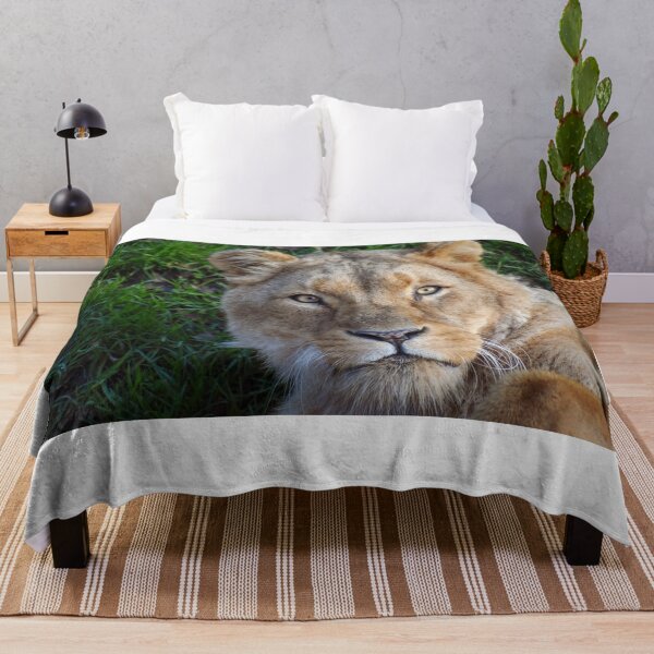 Item preview, Lioness close up  designed and sold by cdkphotos.