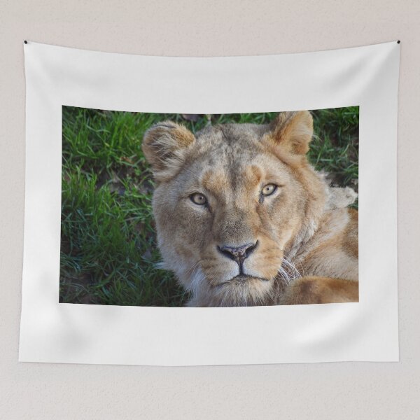 Item preview, Lioness close up  designed and sold by cdkphotos.