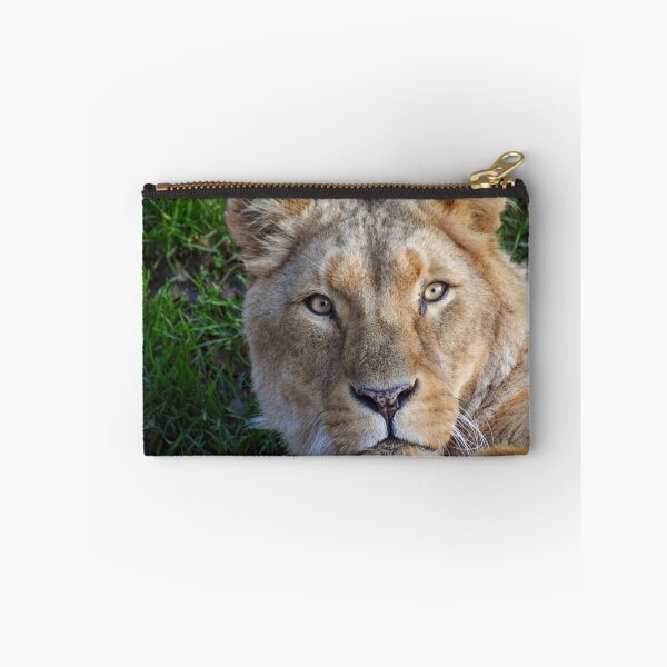 Item preview, Lioness close up  designed and sold by cdkphotos.