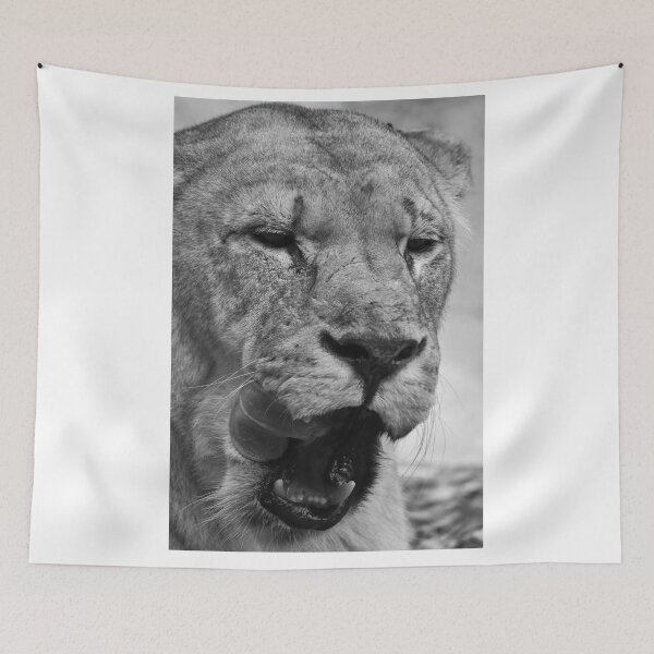 Item preview, Yawning lioness designed and sold by cdkphotos.