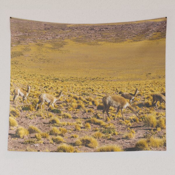 Item preview, Vicuñas in the Desert, San Pedro de Atacama, Chile designed and sold by Carrie Lyman Photography.