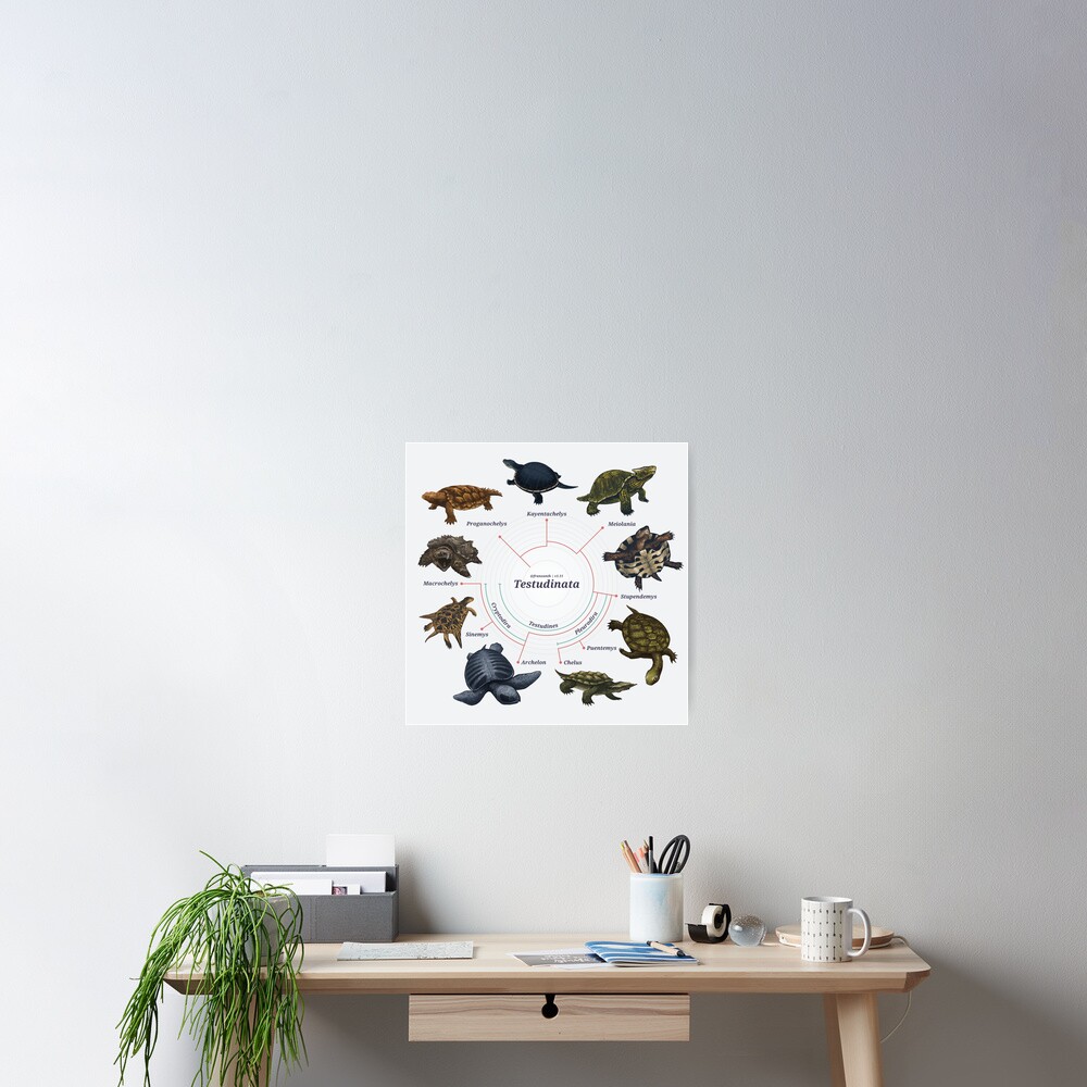 Testudinata: The Cladogram Poster