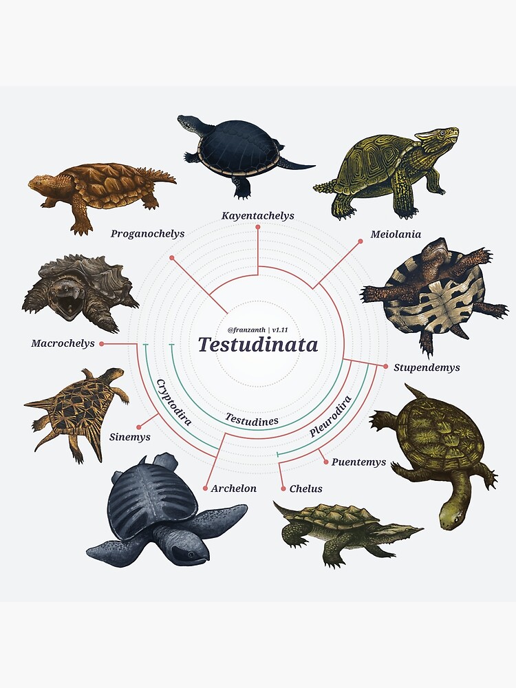 Testudinata: The Cladogram by franzanth