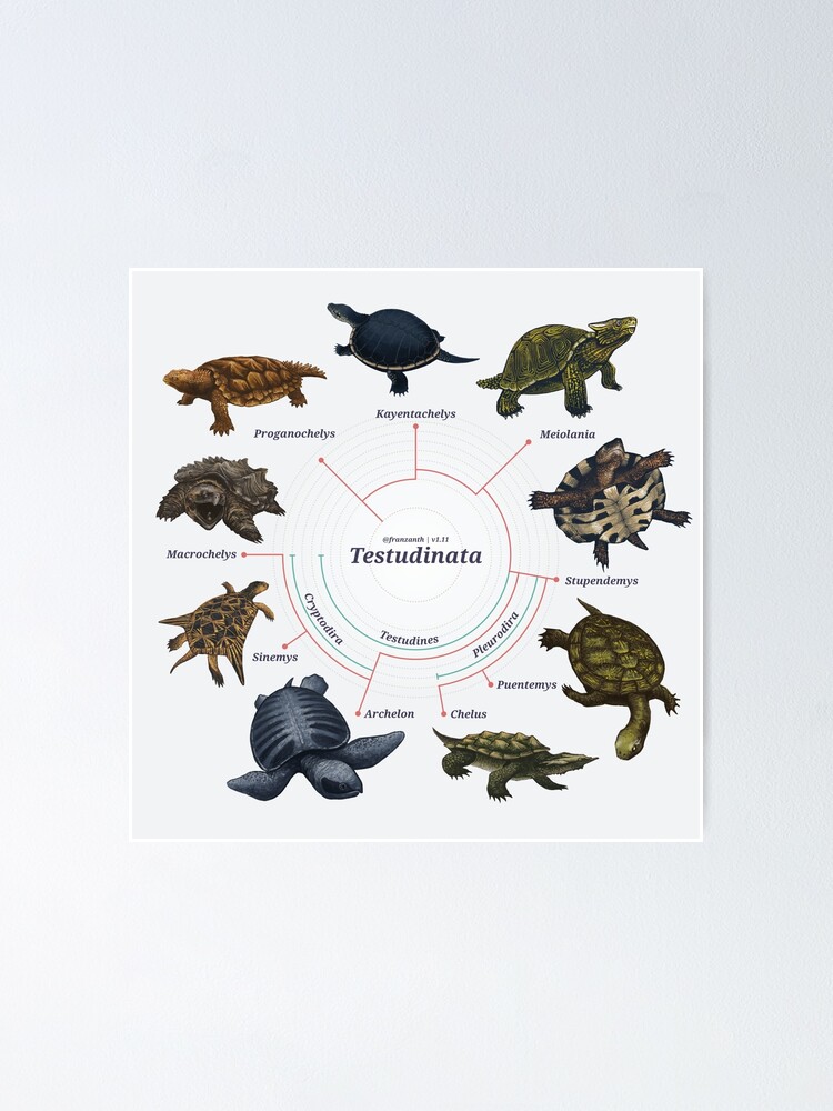 Alternate view of Testudinata: The Cladogram Poster