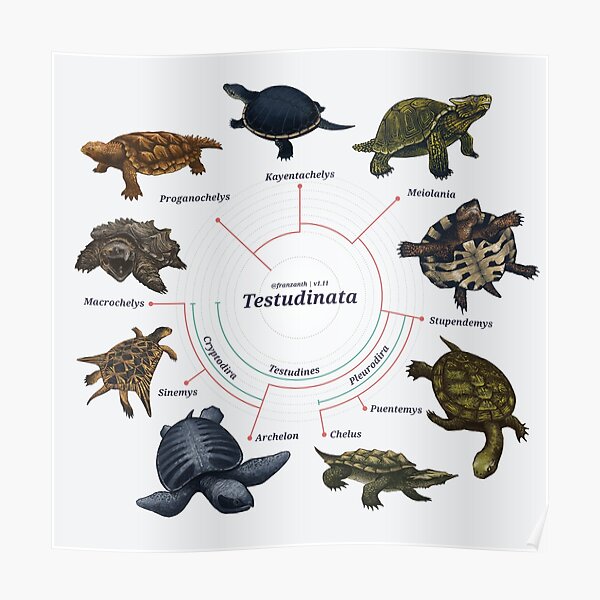 Testudinata: The Cladogram Poster
