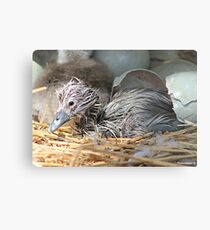 Newborn Metal Print