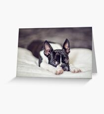 Fina the Boston Terrier Puppy Greeting Card