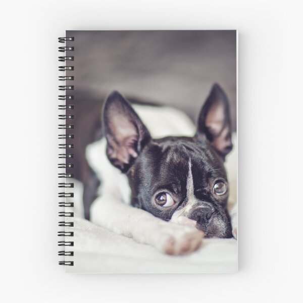 Item preview, Fina the Boston Terrier Puppy designed and sold by Nailia Schwarz.