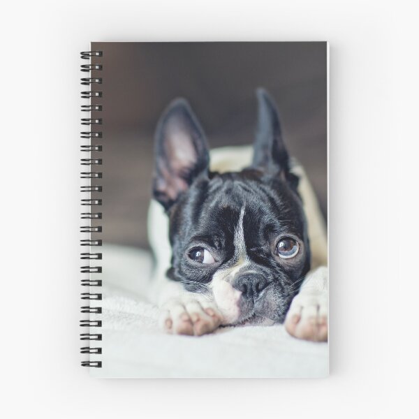Item preview, Fina the Boston Terrier Puppy designed and sold by Nailia Schwarz.