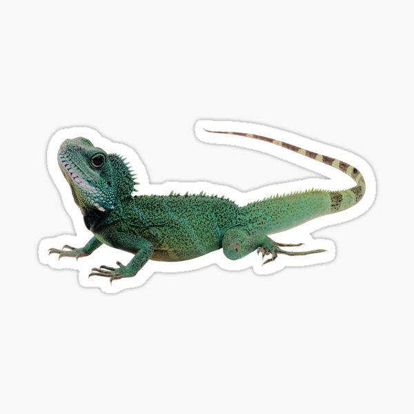 Green Iguana Sticker