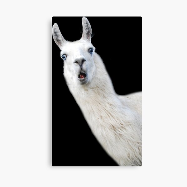 Funny Llama Canvas Print