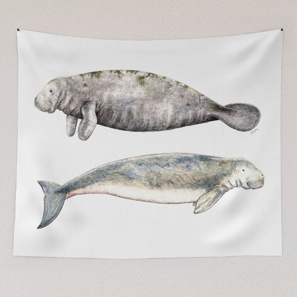 Item preview, Sea cows: Manatee and Dugong designed and sold by chloeyzoard.