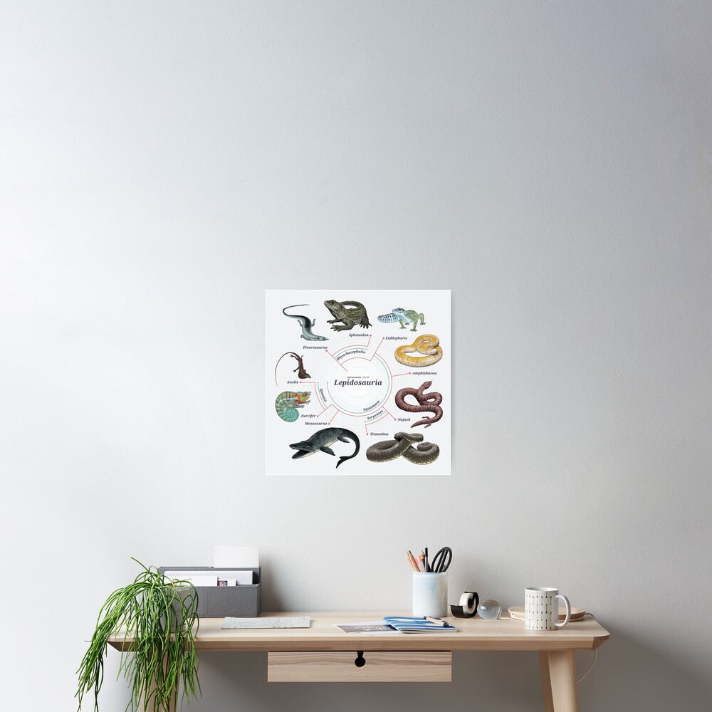 Lepidosauria: The Cladogram Poster