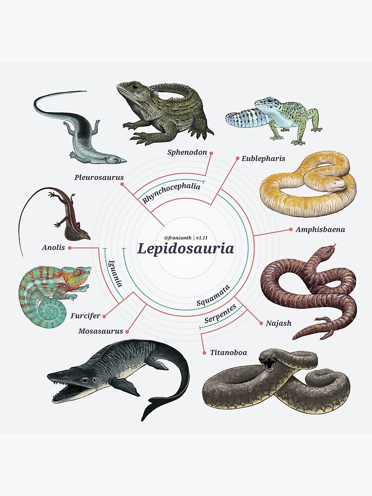 Lepidosauria: The Cladogram by franzanth