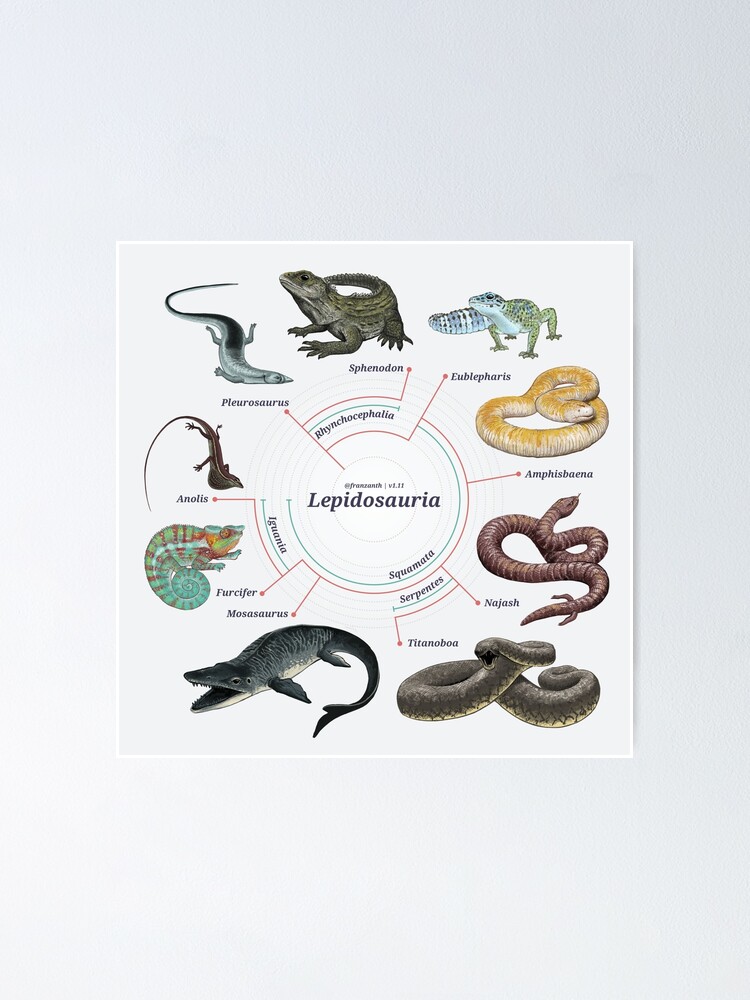 Alternate view of Lepidosauria: The Cladogram Poster