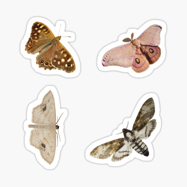 moths Sticker