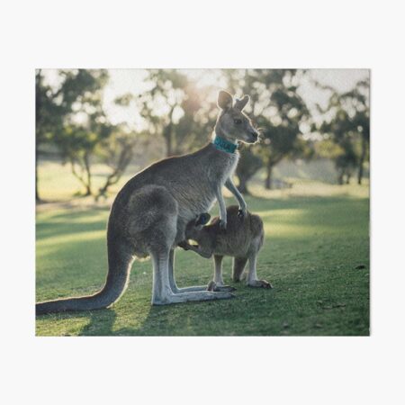 Item preview, kangaroo grass outback Victoria Australia designed and sold by Piosenka Art.