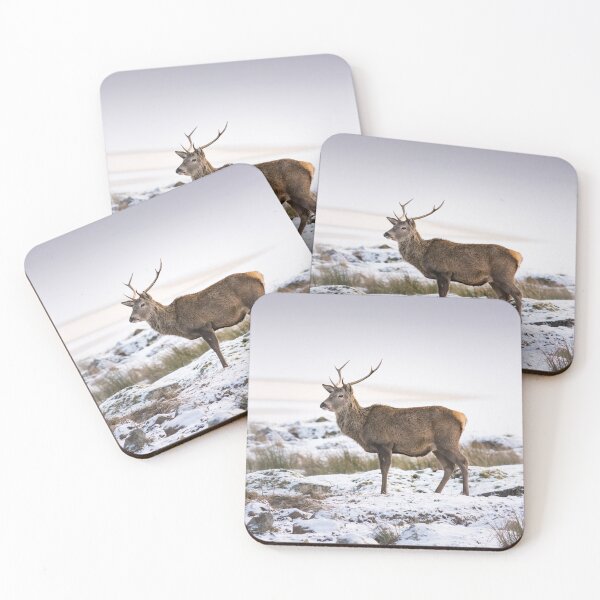 Item preview, Young Stag designed and sold by KGrainger-Photo.