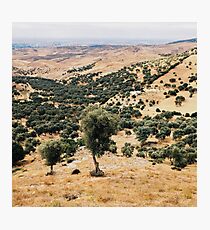 Olive Trees Photographic Print