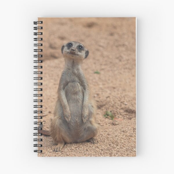Item preview, Meerkat designed and sold by pietrofoto.