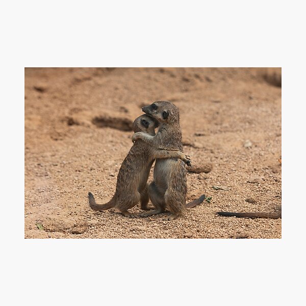 Two meerkats Photographic Print