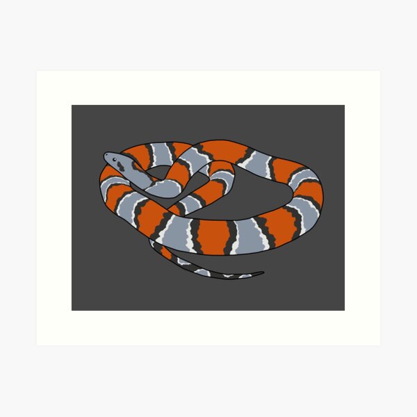 Banded King Snake Art Prints for Sale