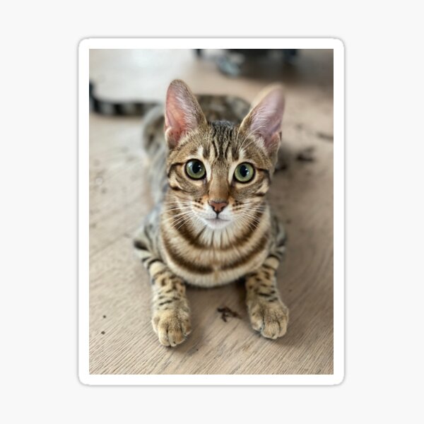 toffee Sticker