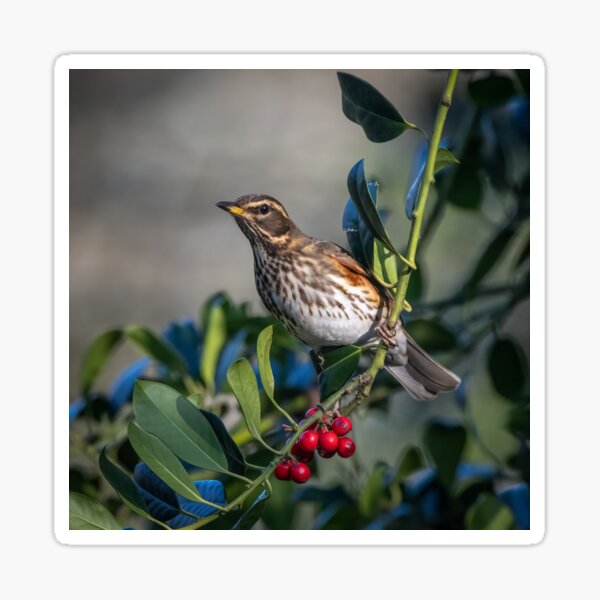Item preview, Redwing designed and sold by Steve Liptrot Photography.