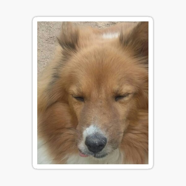 Artikel-Vorschau von Dumme Sheltie REH Art, designt und verkauft von MsRose123.