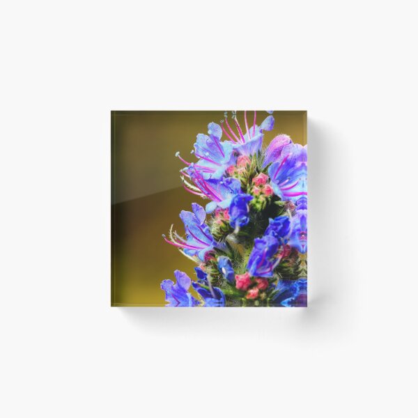 Item preview, Blue Wildflower- Viper's Bugloss designed and sold by Ryan  Ten.