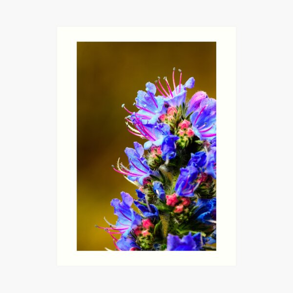 Blue Wildflower- Viper's Bugloss Art Print
