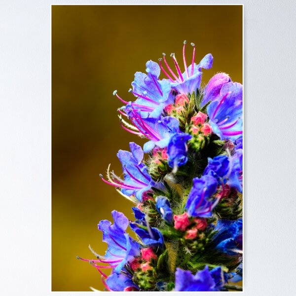 Item preview, Blue Wildflower- Viper's Bugloss designed and sold by Ryan  Ten.