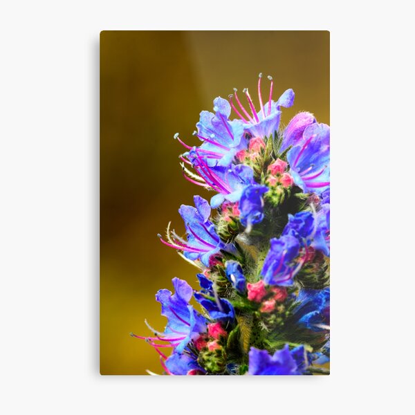Blue Wildflower- Viper's Bugloss Metal Print