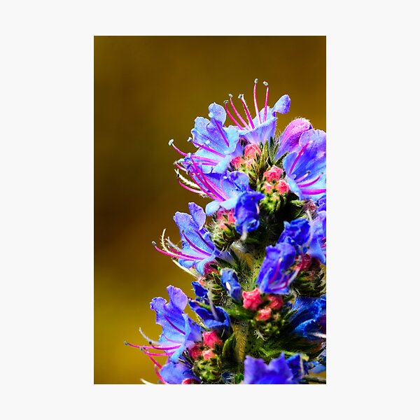 Blue Wildflower- Viper's Bugloss Photographic Print