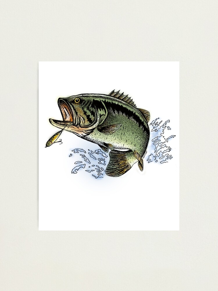 Vintage fishing poster with largemouth bass fish, old anchor and