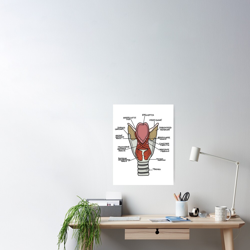 Muscles Of The Larynx Poster For Sale By Kru22 Redbubble 4014