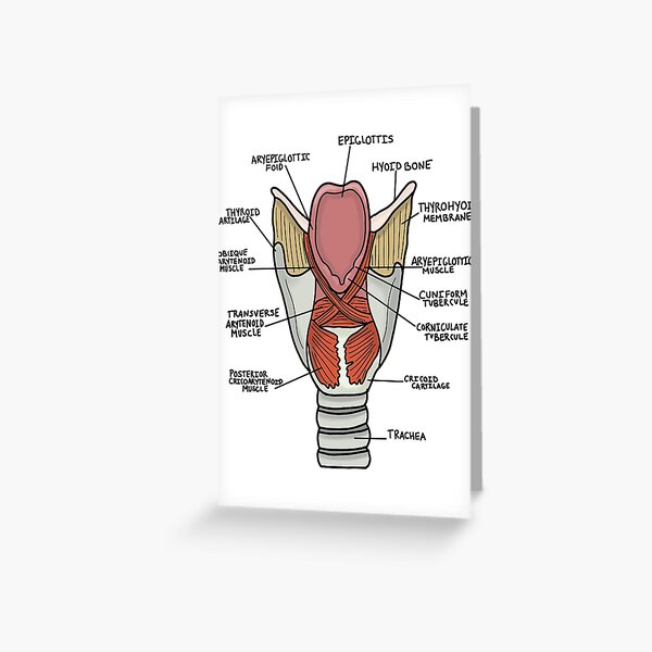 Muscles Of The Larynx Greeting Card By Kru22 Redbubble 7785