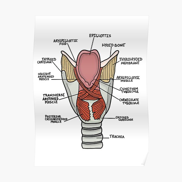 Muscles Of The Larynx Poster For Sale By Kru22 Redbubble 4971