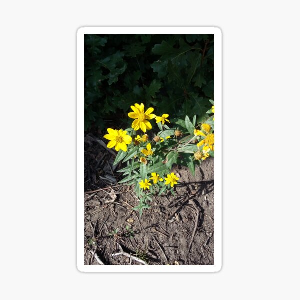 Artikel-Vorschau von Gelbe wilde Blumen von REH Art, designt und verkauft von MsRose123.