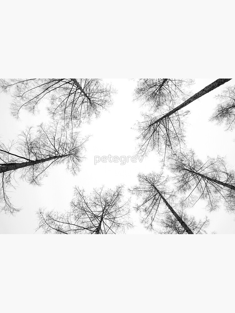 High Amongst the Tree Tops by petegrev