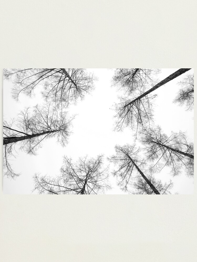 Alternate view of High Amongst the Tree Tops Photographic Print