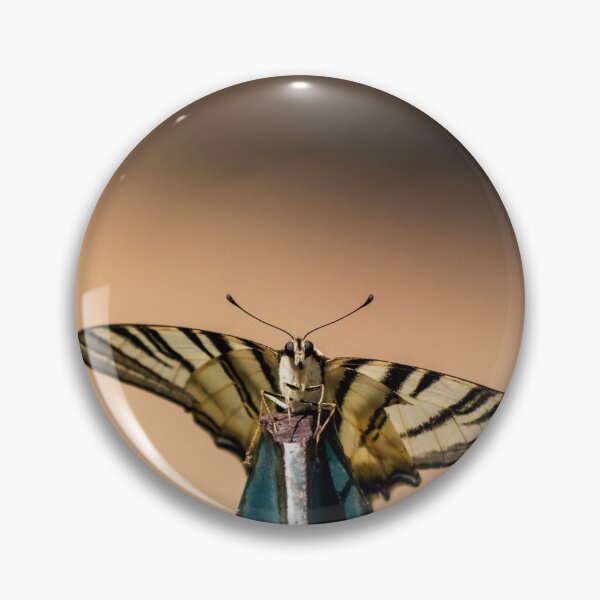 Item preview, Scarce swallowtail butterfly designed and sold by pietrofoto.