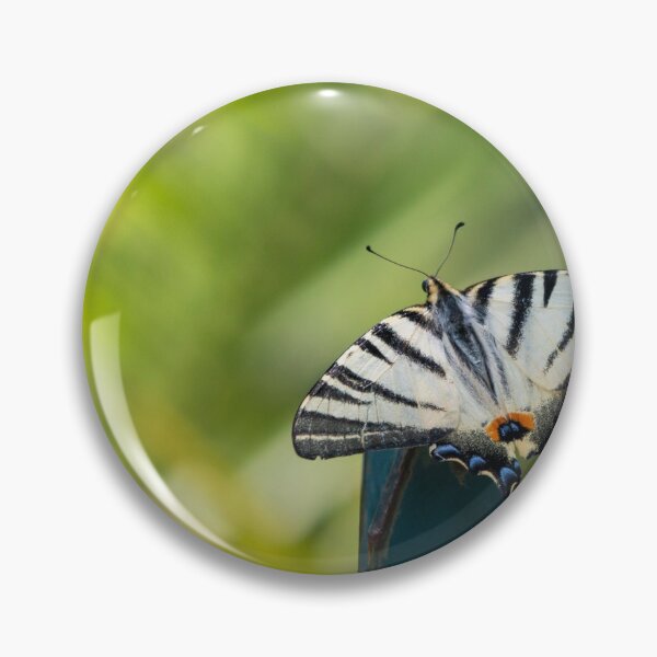 Item preview, Scarce swallowtail butterfly designed and sold by pietrofoto.