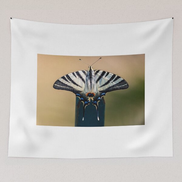 Item preview, Scarce swallowtail butterfly designed and sold by pietrofoto.