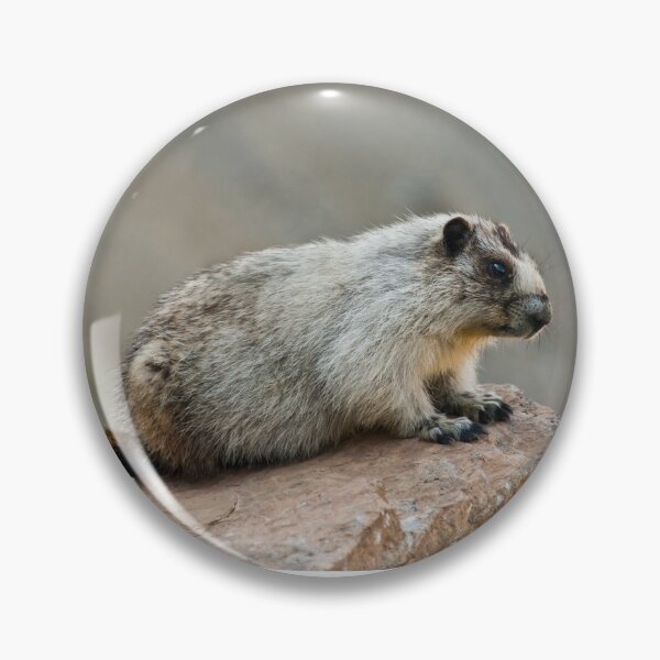 Item preview, Hoary Marmot on a Boulder designed and sold by Jeff Goulden Photography.